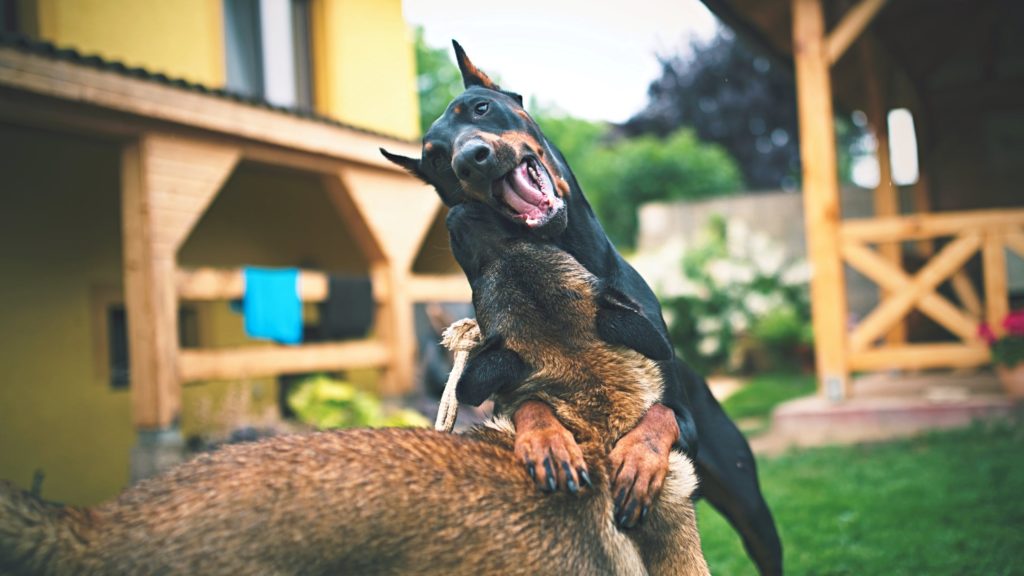 aggression in a dog in relation to another dog