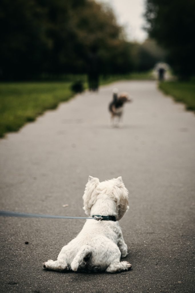 pies zapatrzony w innego psa na spacerze nie chce iść dalej